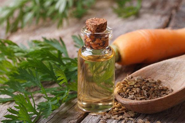 Benefits And Side Effects Of Usage Carrot Seed Oil