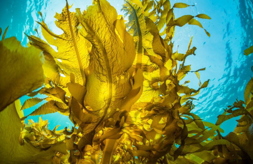 Kelp: Health Benefits and Facts. Kelp: A Nutrient-Rich Superfood