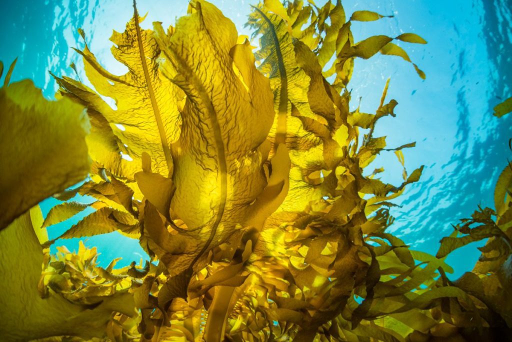 Kelp: A Nutrient-Rich Superfood